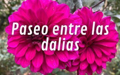 Paseo entre las dalias