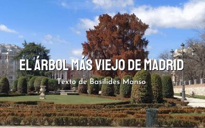 El árbol más viejo de Madrid. Texto de Basoilides Manso