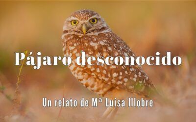 Pájaro desconocido. Relato de Mª Luisa Illobre