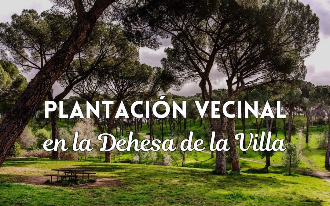 Plantación vecinal en la Dehesa de la Villa – 24 de noviembre
