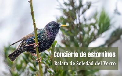 Concierto de estorninos. Relato de Soledad del Yerro